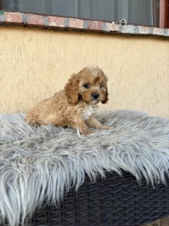 Cavapoo