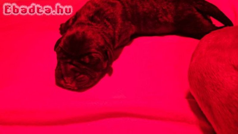 Cane Corso kölykök