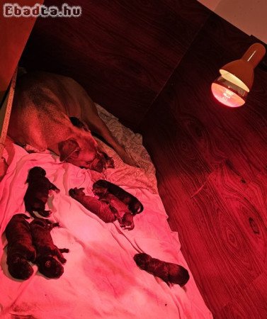 Cane Corso kölykök