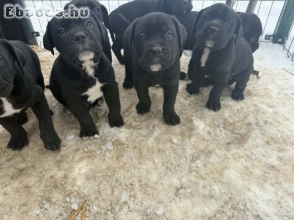 Cane corso kiskutya