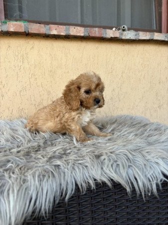 Cavapoo