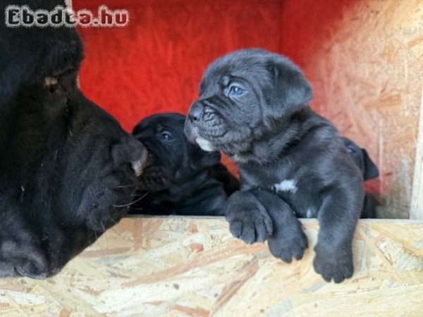 Cane corso kiskutya