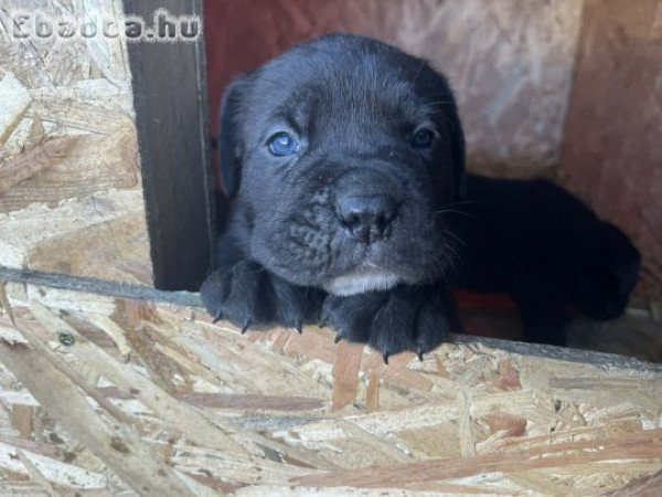 Cane corso kiskutya