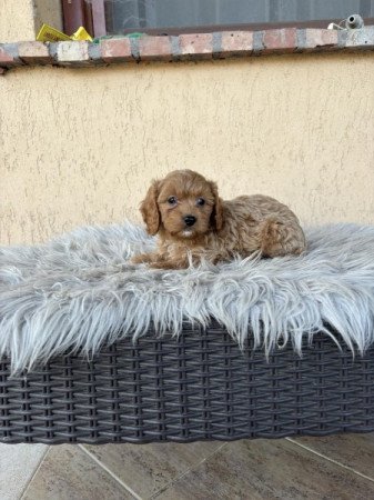 Cavapoo