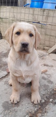 Labrador