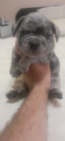 Francia bulldog