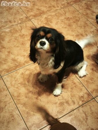 Cavalier king charles spániel