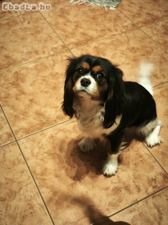 Cavalier king charles spániel