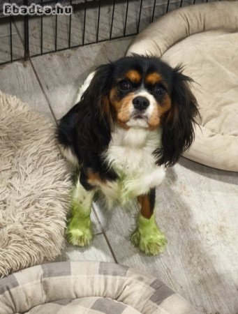 Cavalier king charles spániel