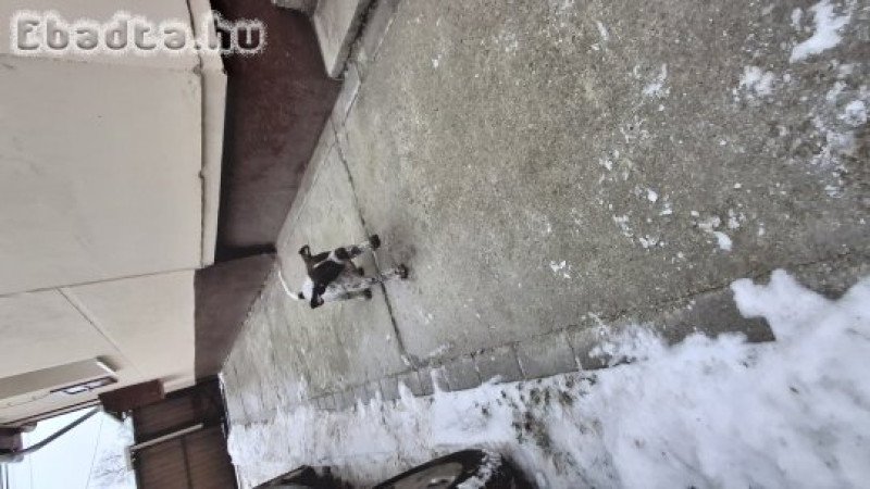 Német vizsla új gazdit keres