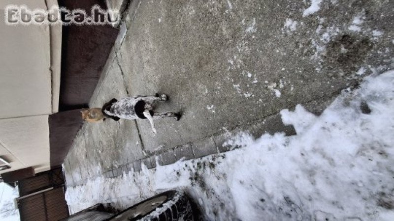 Német vizsla új gazdit keres