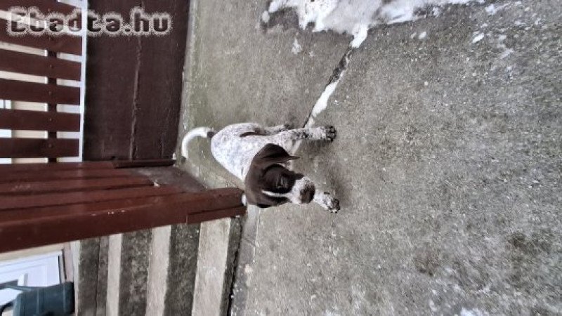 Német vizsla új gazdit keres