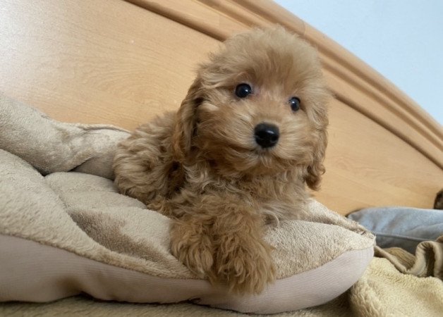 Maltipoo maltai es torpe uszkar