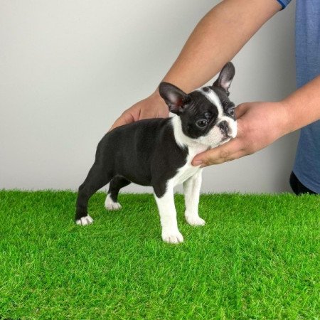 Boston terrier