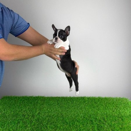 Boston terrier