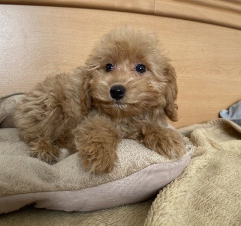 Maltipoo maltai es torpe uszkar