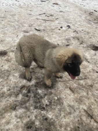 Sarplaninai juhászkutyus