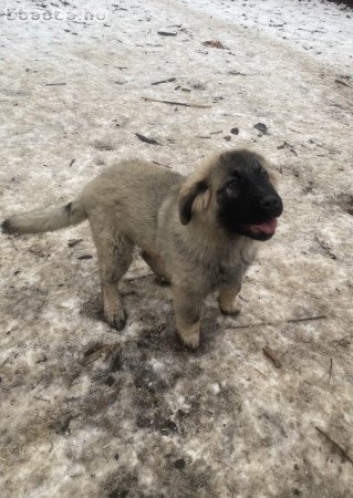 Sarplaninai juhászkutyus