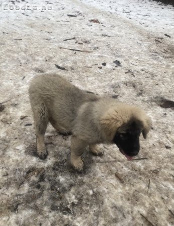 Sarplaninai juhászkutyus