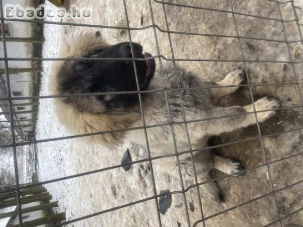 Sarplaninai juhászkutyus