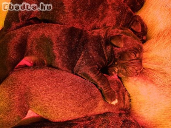 Cane Corso kölykök