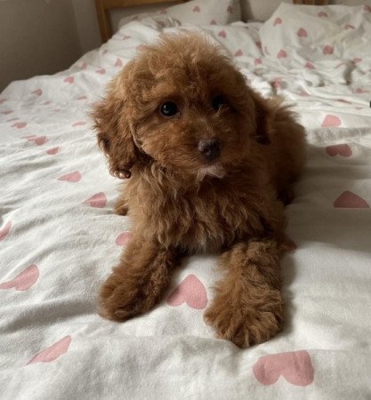 Maltipoo maltai selyem es torpe uszkar