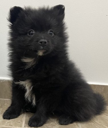 Pomerániai Törpe Spitz