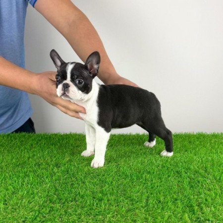 Boston terrier
