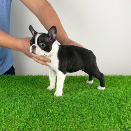 Boston terrier