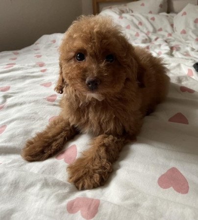 Maltipoo maltai selyem es torpe uszkar