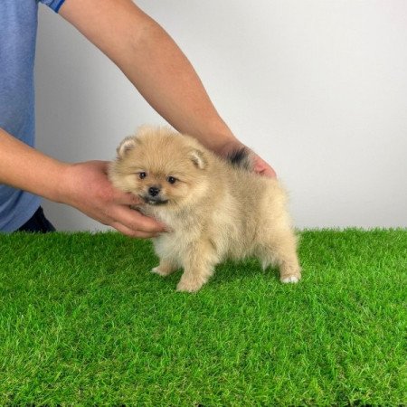 Pomerániai törpespitz