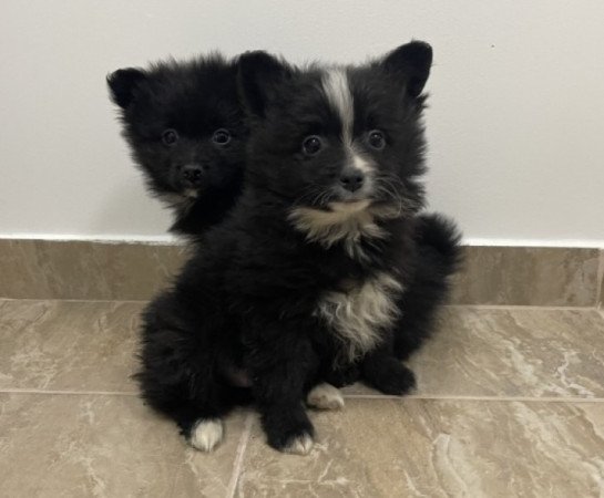 Pomerániai Törpe Spitz