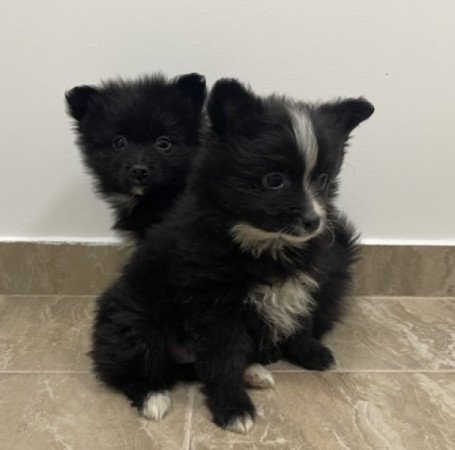 Pomerániai Törpe Spitz