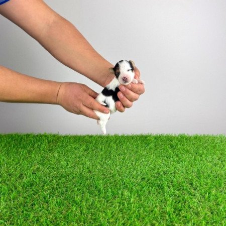 Biewer Yorkshire terrier