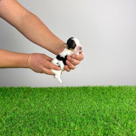 Biewer Yorkshire terrier