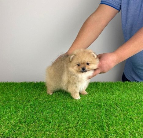 Pomerániai törpespitz