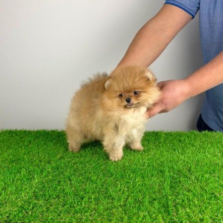 Pomerániai törpespitz