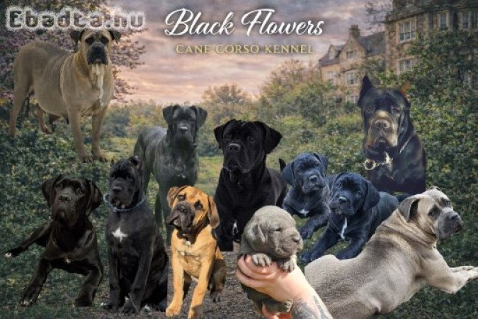 Cane Corso kölykök