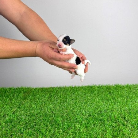 Biewer Yorkshire terrier