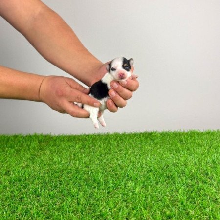 Biewer Yorkshire terrier