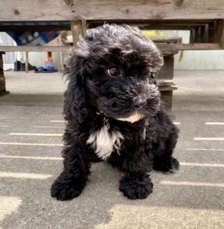 Maltipoo maltai es torpe uszkar