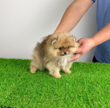 Pomerániai törpespitz