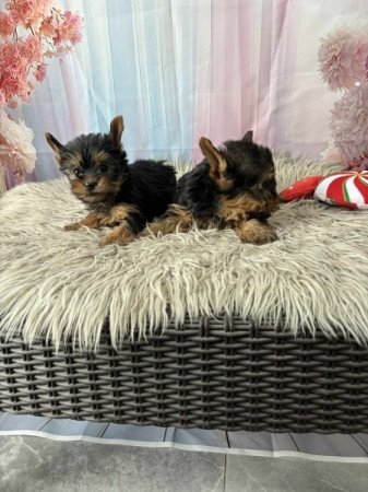 Yorkshire terrier