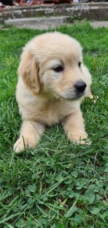 Golden retriewer