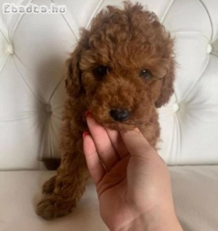 Törpe uszkàr gyönyörű kiskutyák