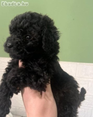 Törpe uszkàr gyönyörű kiskutyák