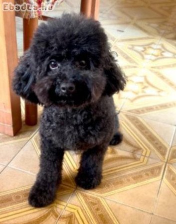 Törpe uszkàr gyönyörű kiskutyák