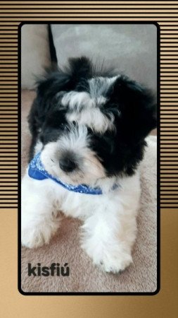 Bichon havanese