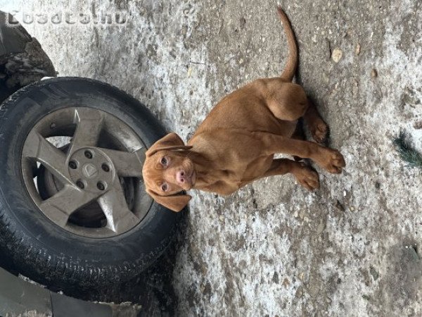 Rövidszőrű magyar vizsla