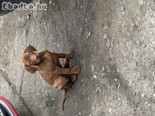 Rövidszőrű magyar vizsla